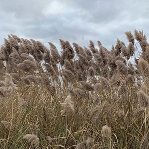 Meet your Posher, Concetta